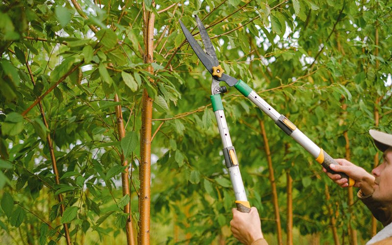 Tree trimming in Pomerene, AZ
